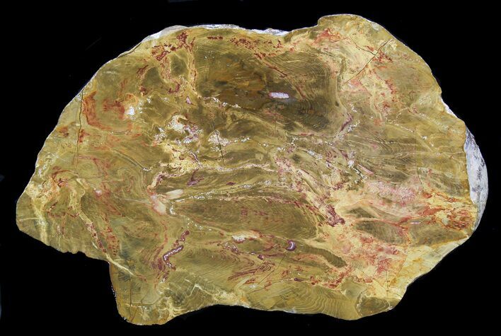 Polished, Jurassic Petrified Wood (Pentoxylon) - Australia #42051